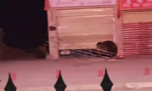 饭店遭两只熊上门“拜年”，店主称刷短视频后才得知 乡政府：饭店没人，已处理好